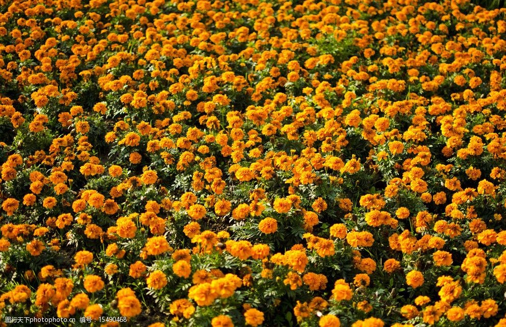 橙色芙蓉花海图片