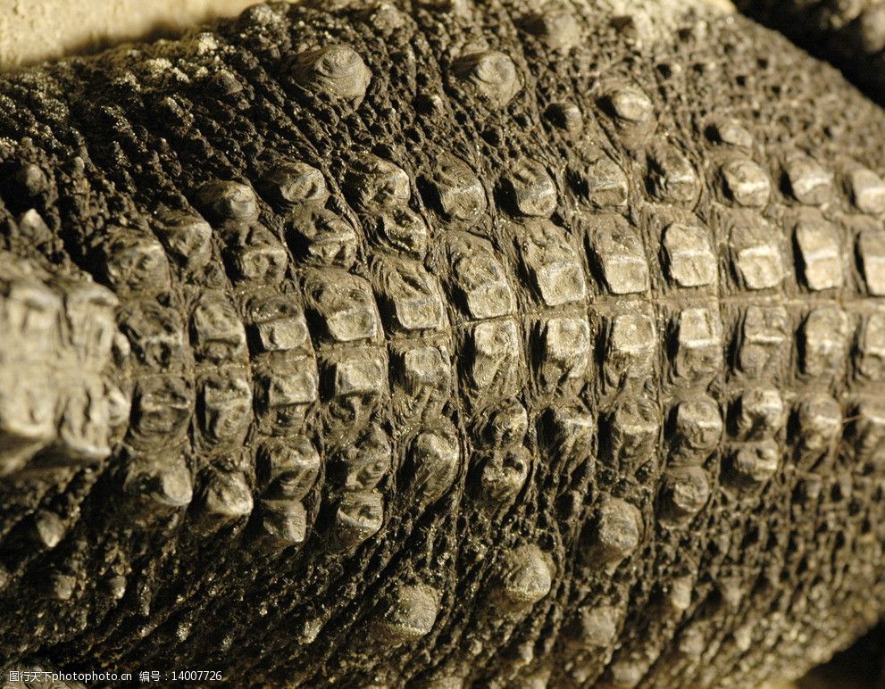 鳄鱼的脊背图片