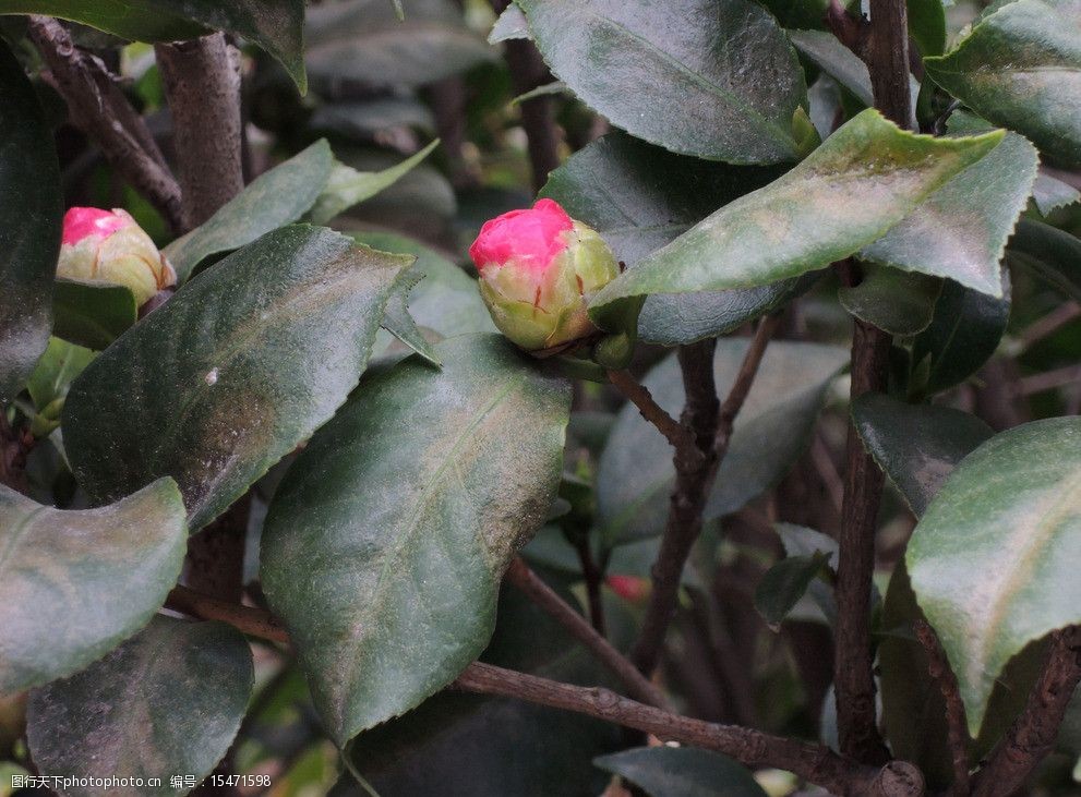 山茶花苞图片