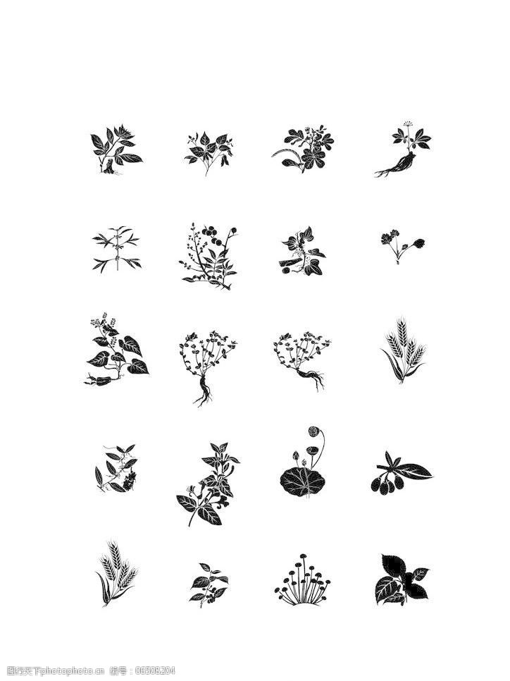 植物草药枸杞草本矢量图图片