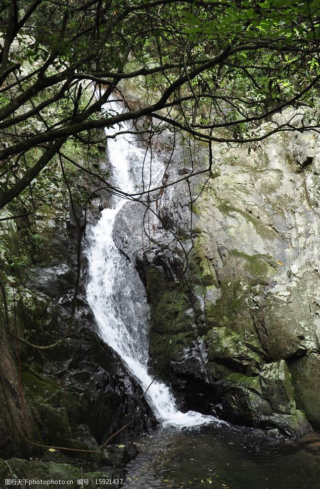 林中溪水长流图片图片-图行天下图库