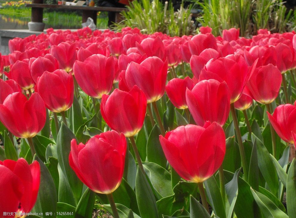 设计图库 生物世界 花草   上传: 2013-1-10 大小: 2.