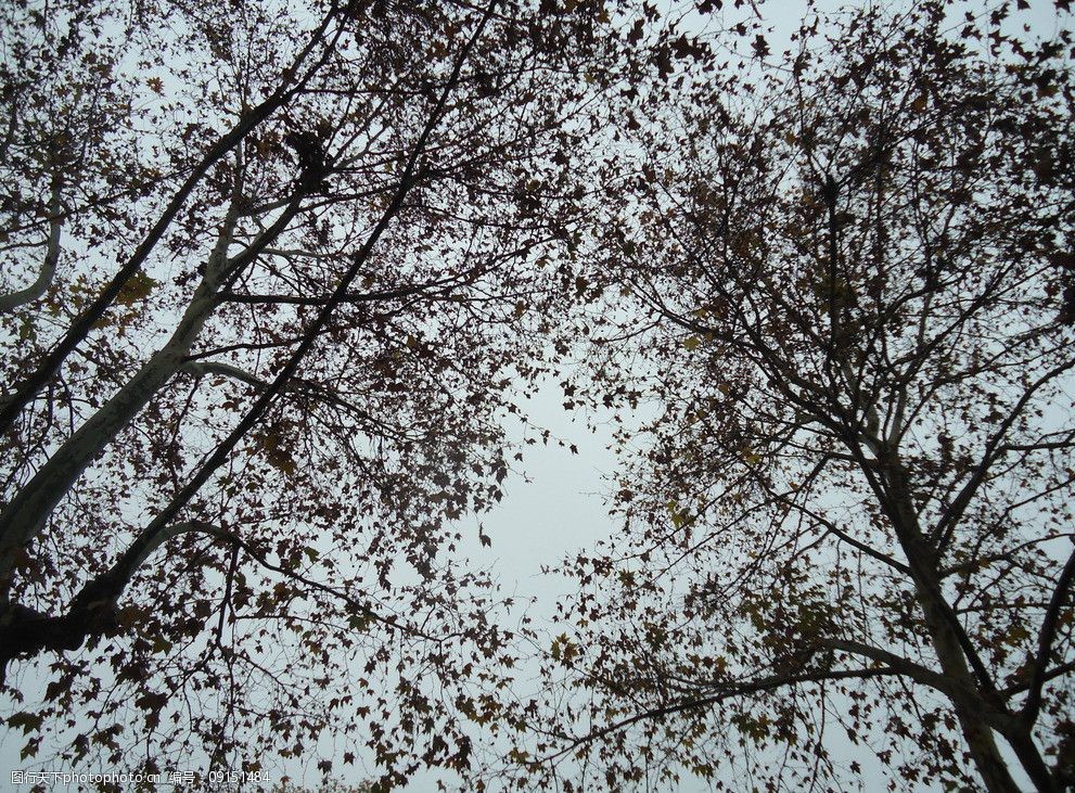 阴天的枫树图片