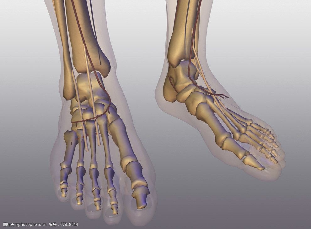足部骨骼图片