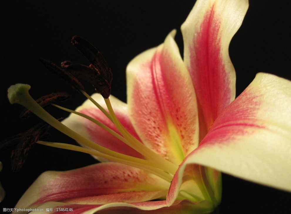 關鍵詞:百合花 攝影 生物世界 植物 花草 花朵 花瓣 花蕊 粉紅色花朵