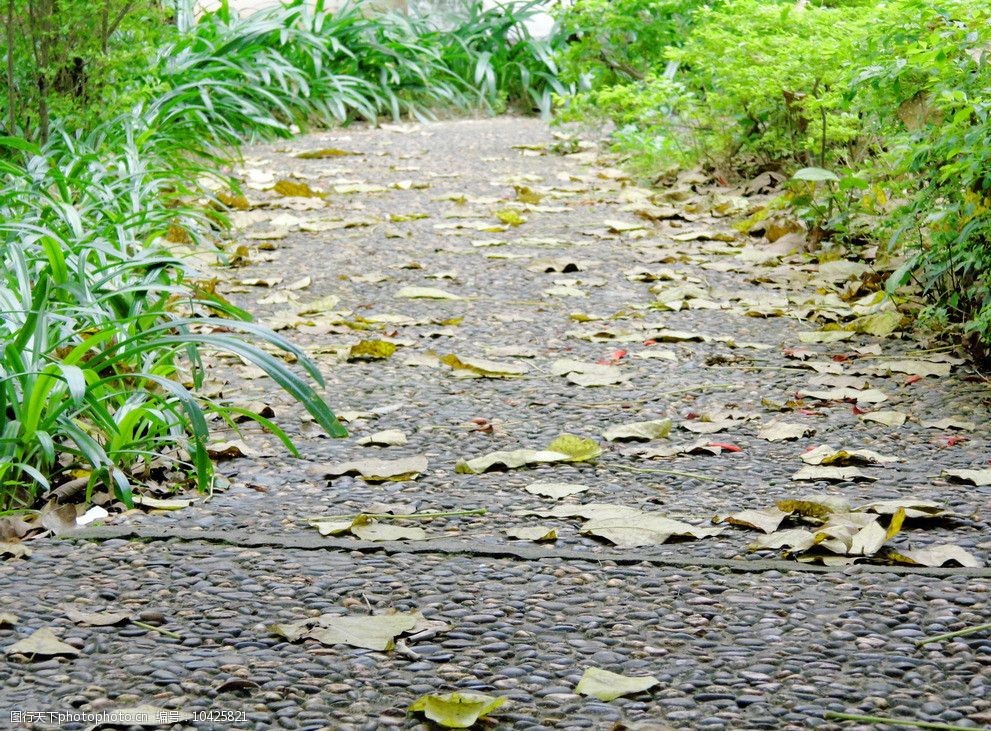 校园小路图片