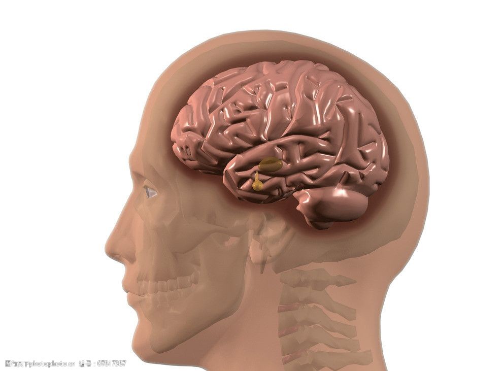 大脑脑部结构图片
