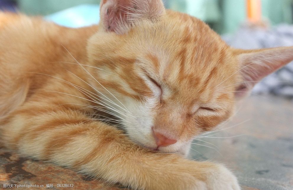 黄色小猫可爱图片