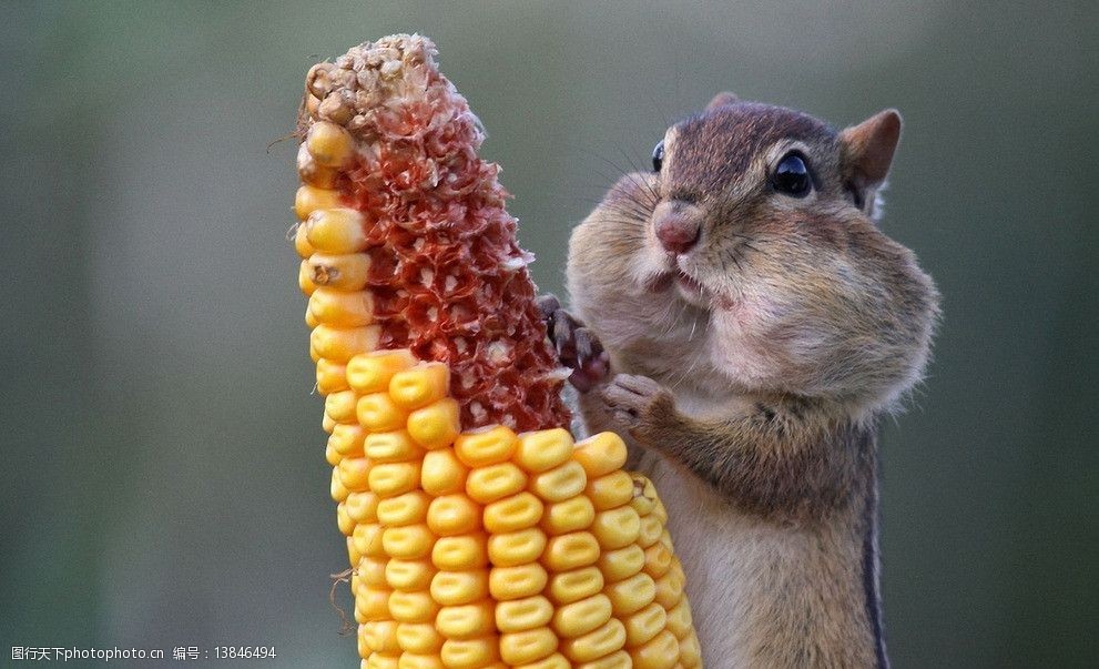 偷吃玉米的野生动物图片