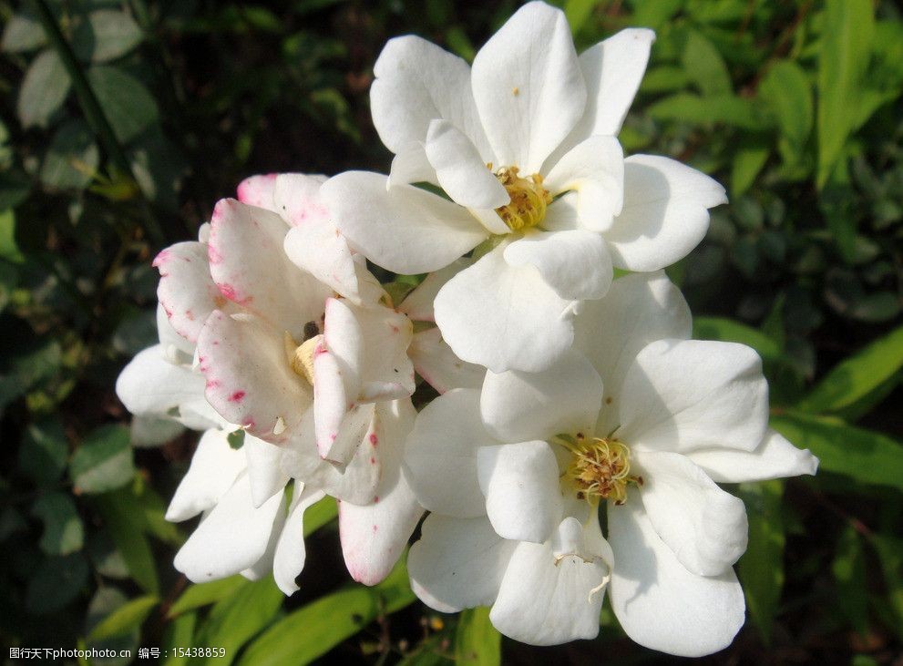 關鍵詞:月季花 白色花 黃色花心 花蕾 綠葉 花草 生物世界 攝影 72dpi