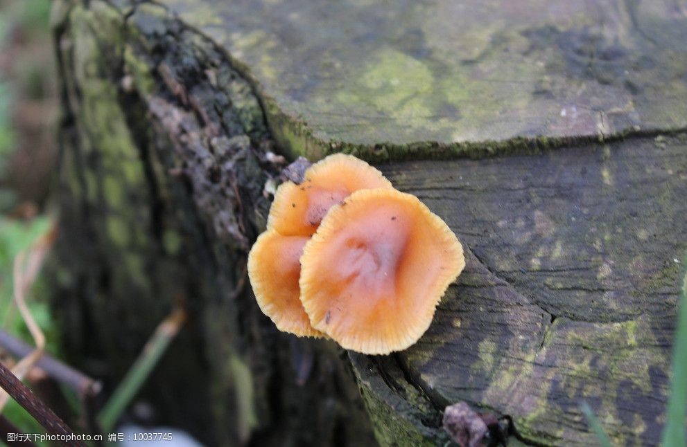 枯死杨树长的蘑菇图片图片