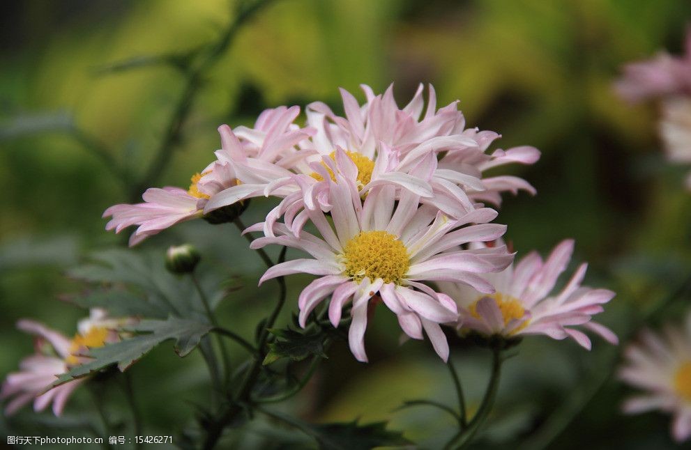 關鍵詞:菊花花卉 花卉 生物世界 春色 攝影 花蕾 花蕊 花香 花朵 花草