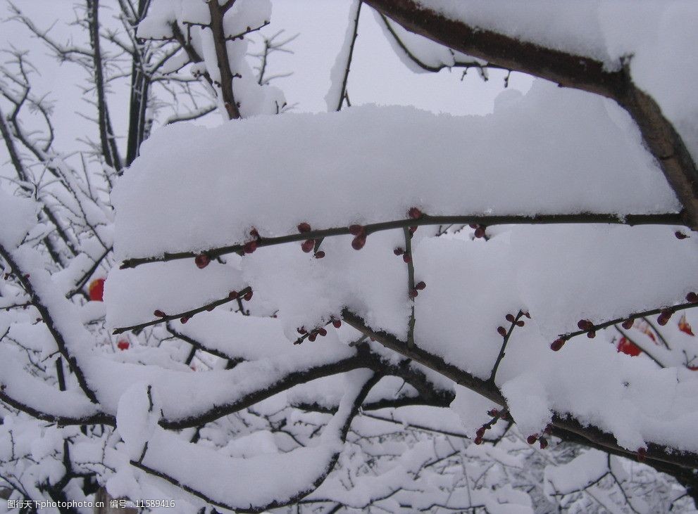 關鍵詞:紅梅雪景 紅梅 梅花 白雪 雪 雪景 雪花 自然風景 自然景觀