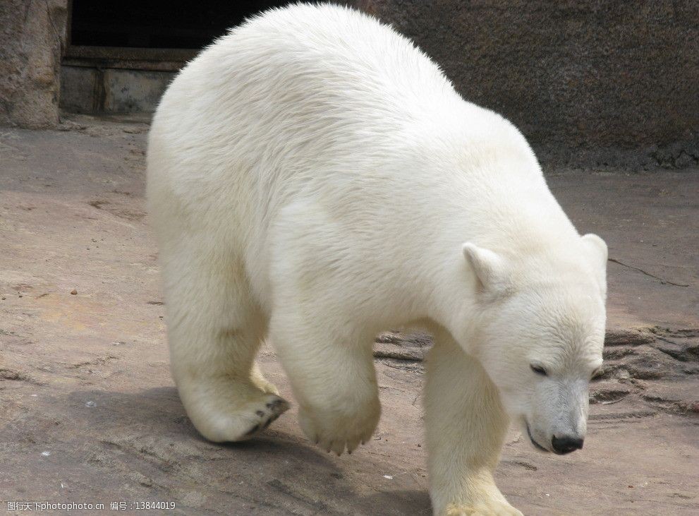低头走路的白色北极熊图片