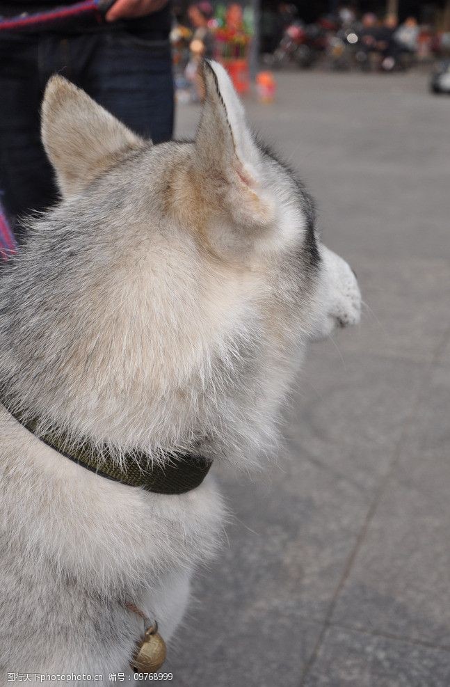 关键词:灰色哈士奇侧影 哈士奇 灰色 白色 相间 侧影 耳朵 狗狗 大型