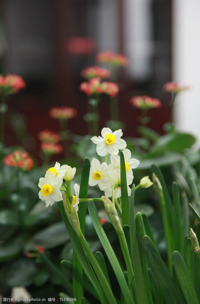 關鍵詞:嬌豔水仙 白色 黃色 花蕊 綠色 綻放 盛開 水仙 室內 花卉