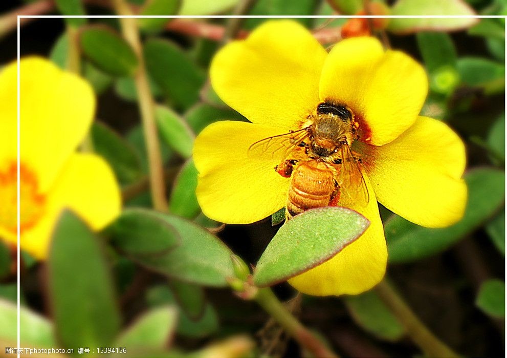黄色小花蜜蜂图片