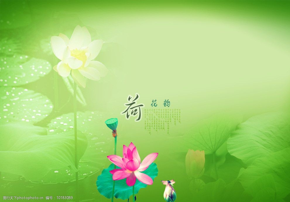 花之恋花背景花素图片图片 图行天下素材网