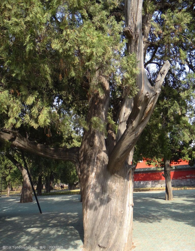天坛古柏图片