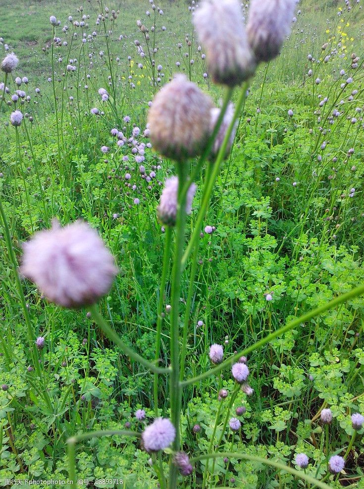 春天的野毛丹图片