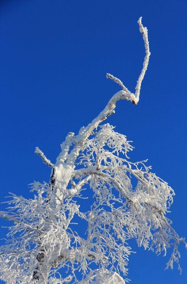 雪乡冬季雾凇蓝天图片
