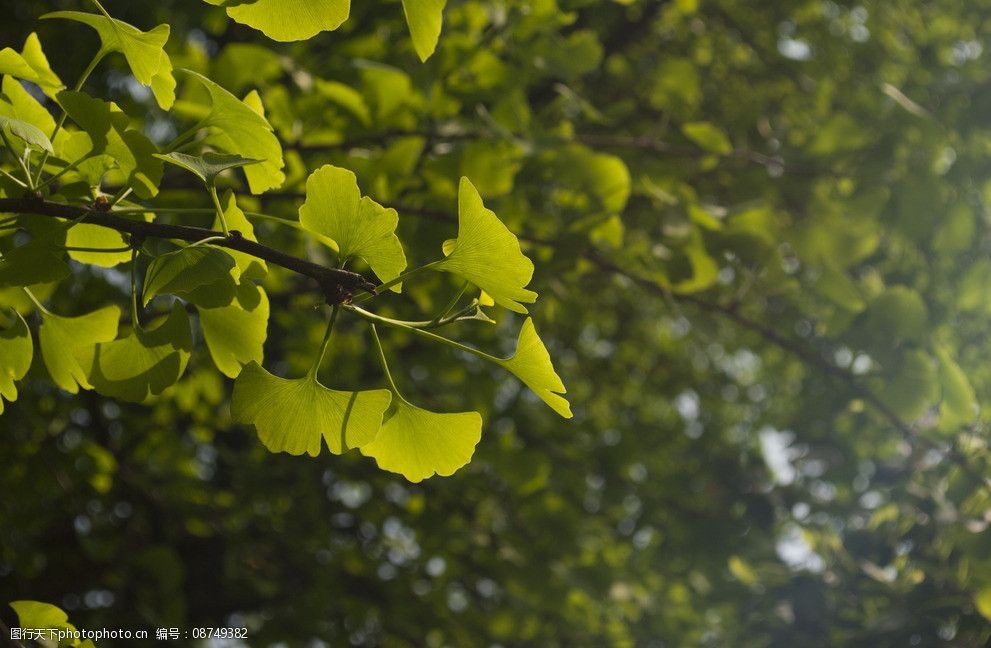 银杏树叶图片