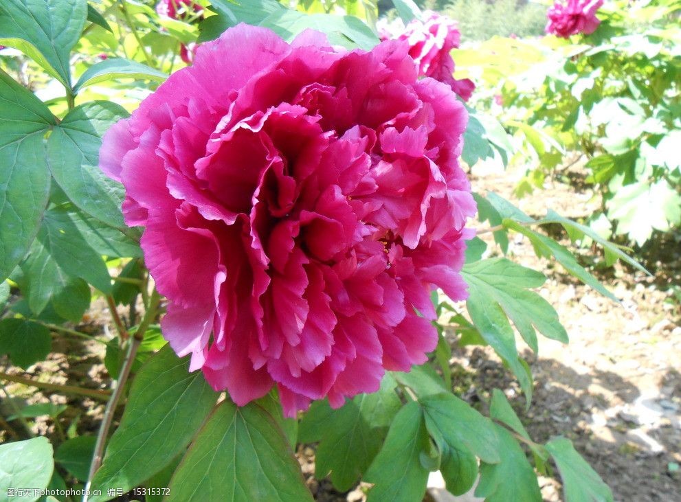 关键词 一枝牡丹 红牡丹 绿叶 阳光 凤凰山 花瓣 植物 红色花朵 花草