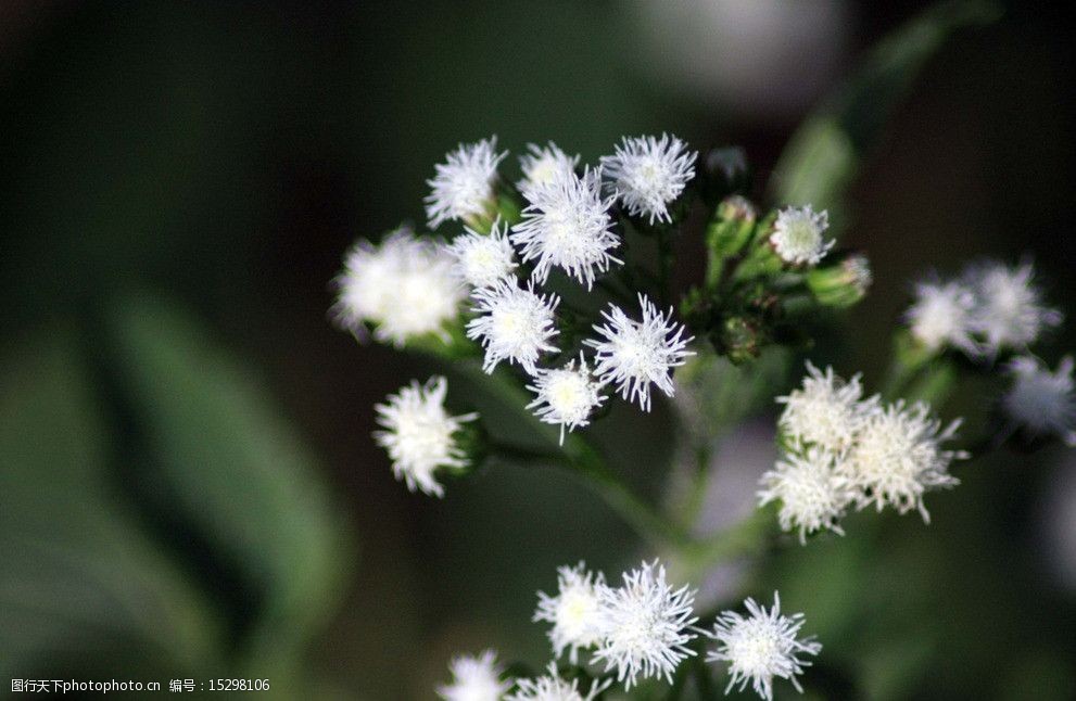 白色小花图片