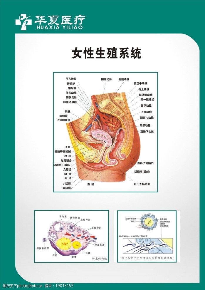 生殖妇科知识基础(妇科生殖医学科是干嘛的)-第1张图片-鲸幼网