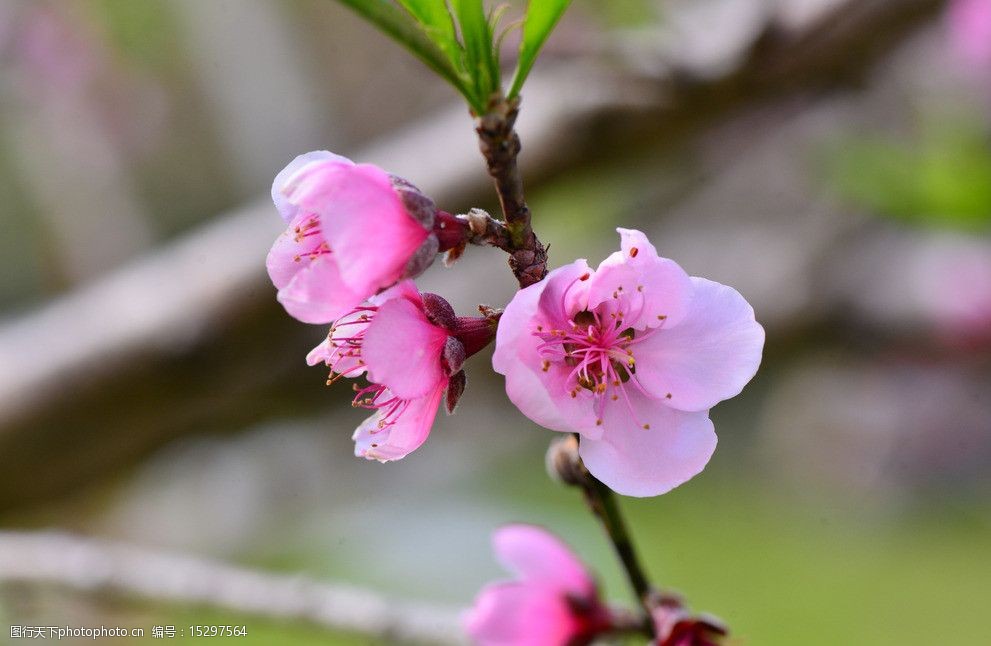 李花 花朵 植物近摄 花草风景 大自然 花枝 鲜花 花卉 春天花草 粉色