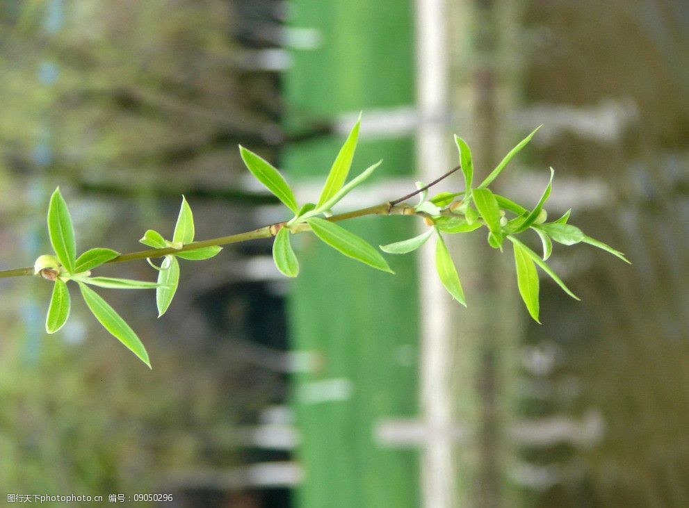 一枝柳叶图片