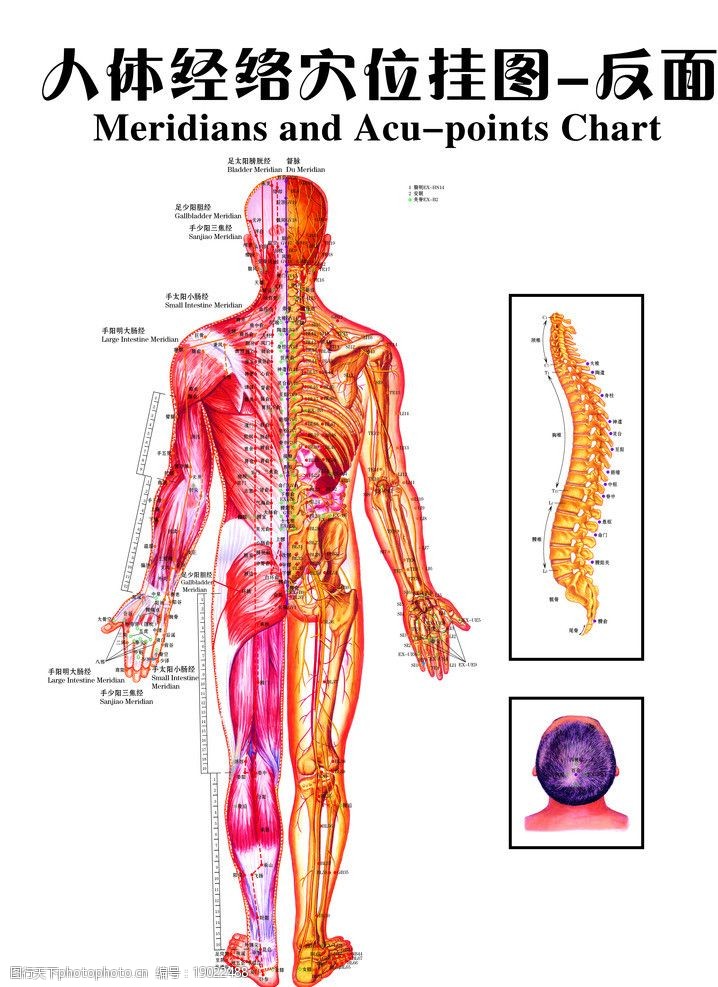 人體經絡穴位圖反圖片