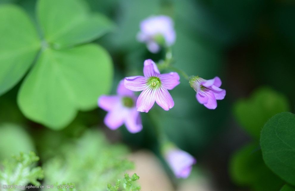 紫色三叶草花语图片