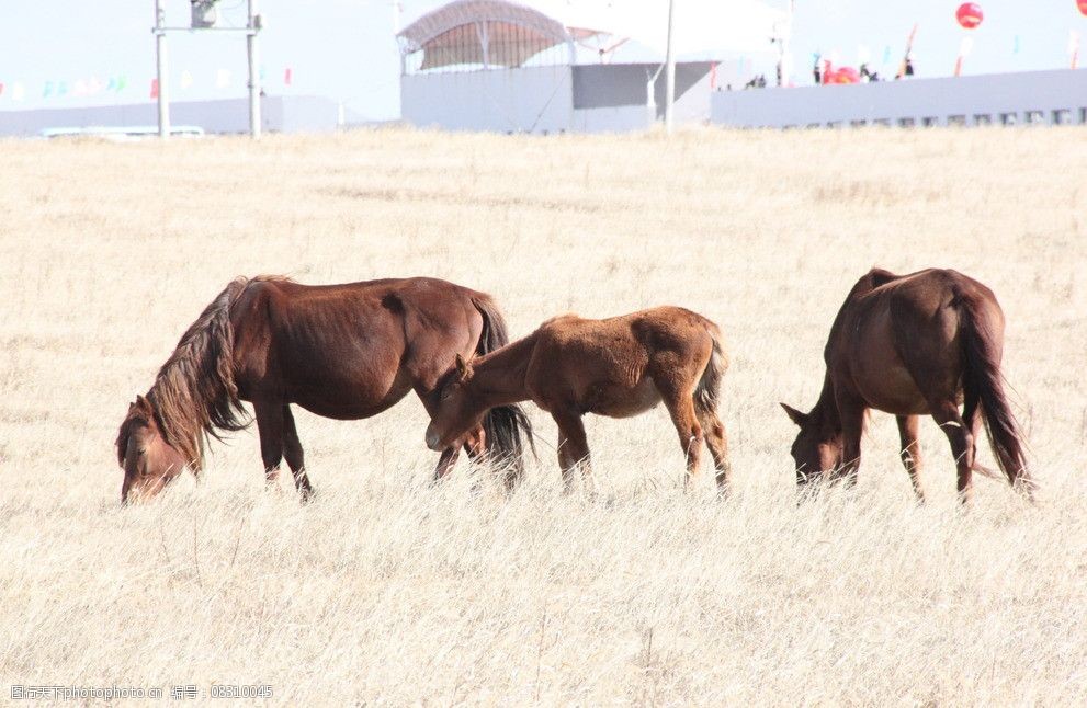 關鍵詞:草原馬 馬 興安盟馬群 興安盟 大草原 動物 家禽家畜 生物世界