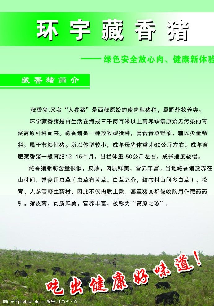 藏香猪宣传彩页图片