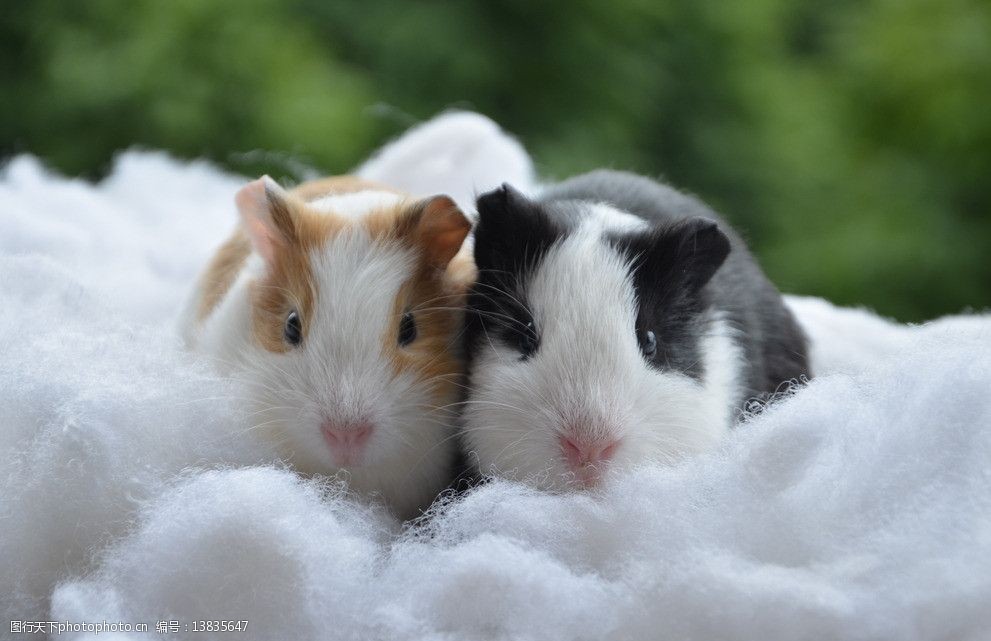 荷兰猪 豚鼠 可爱 温馨 结婚 可爱荷兰猪 野生动物 生物世界 摄影 300