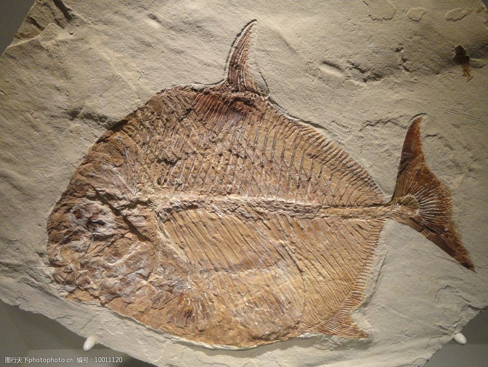 鱼化石鳞片图片