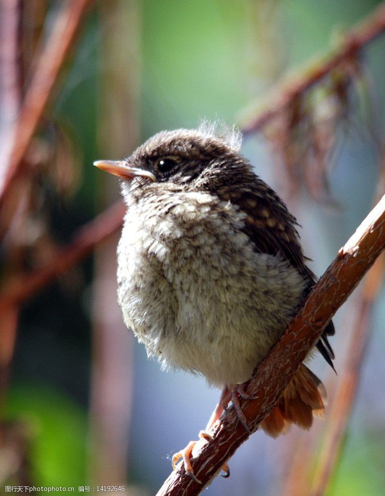 北红尾鸲幼鸟图片