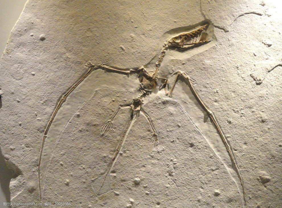 科加斯侏罗纪化石图片