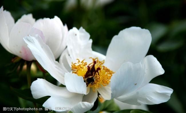 校園白芍藥花圖片圖片-圖行天下圖庫