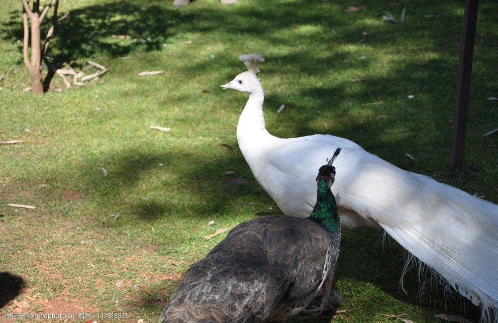 白孔雀绿孔雀摄影图片