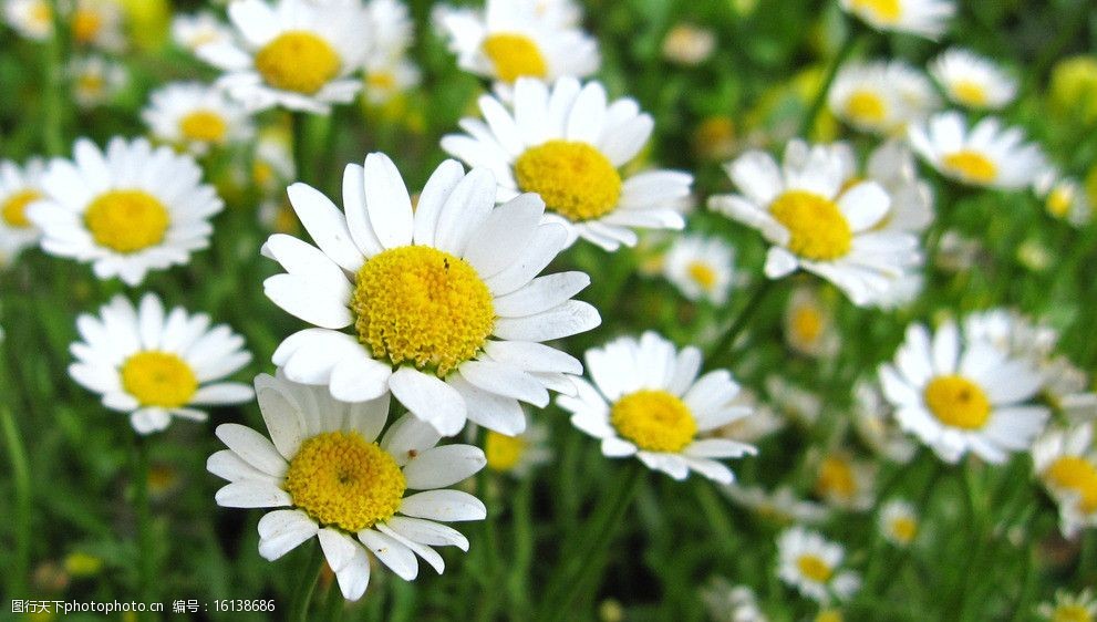 雏菊花白晶菊图片