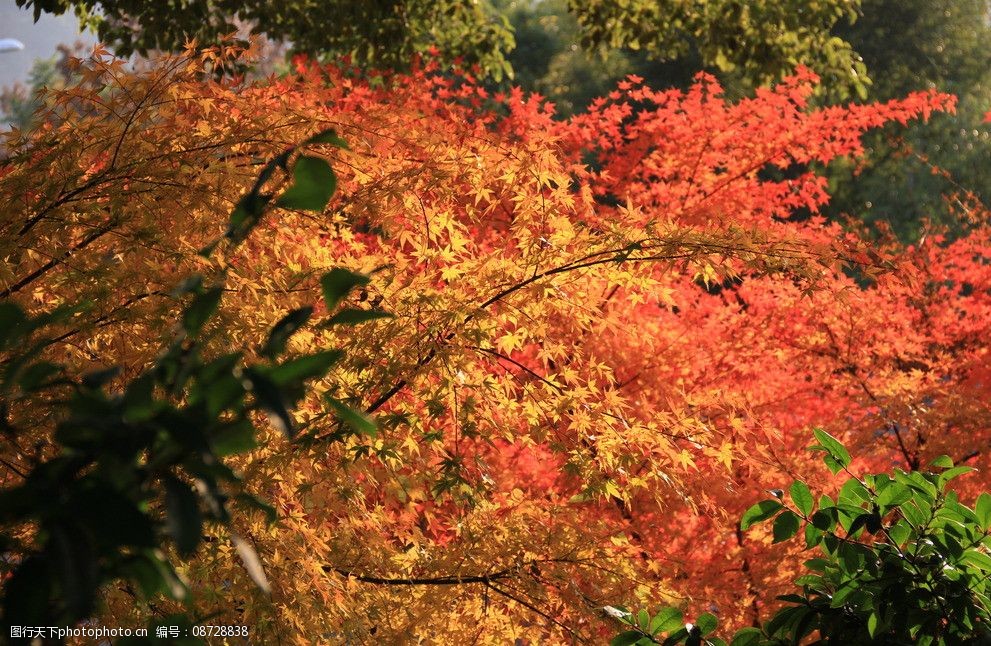 秋天的紅葉圖片