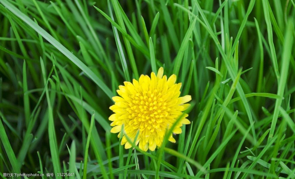 草丛中的蒲公英图片