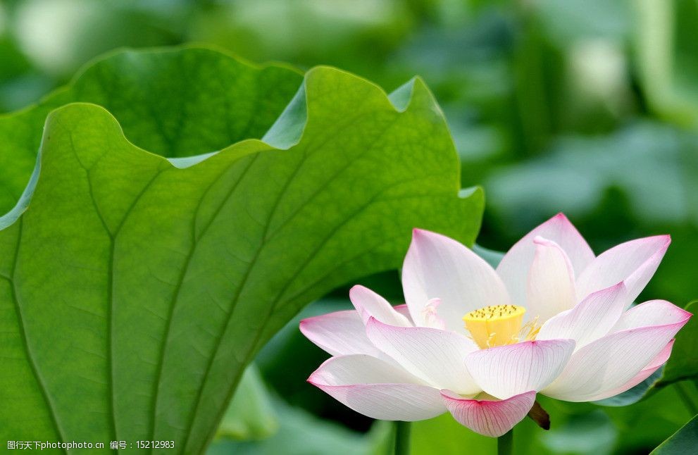 微镜荷花图片图片-图行天下图库