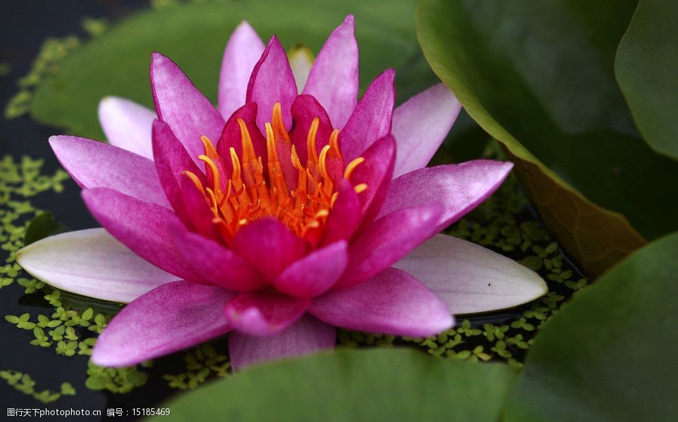 荷花睡莲精品图片