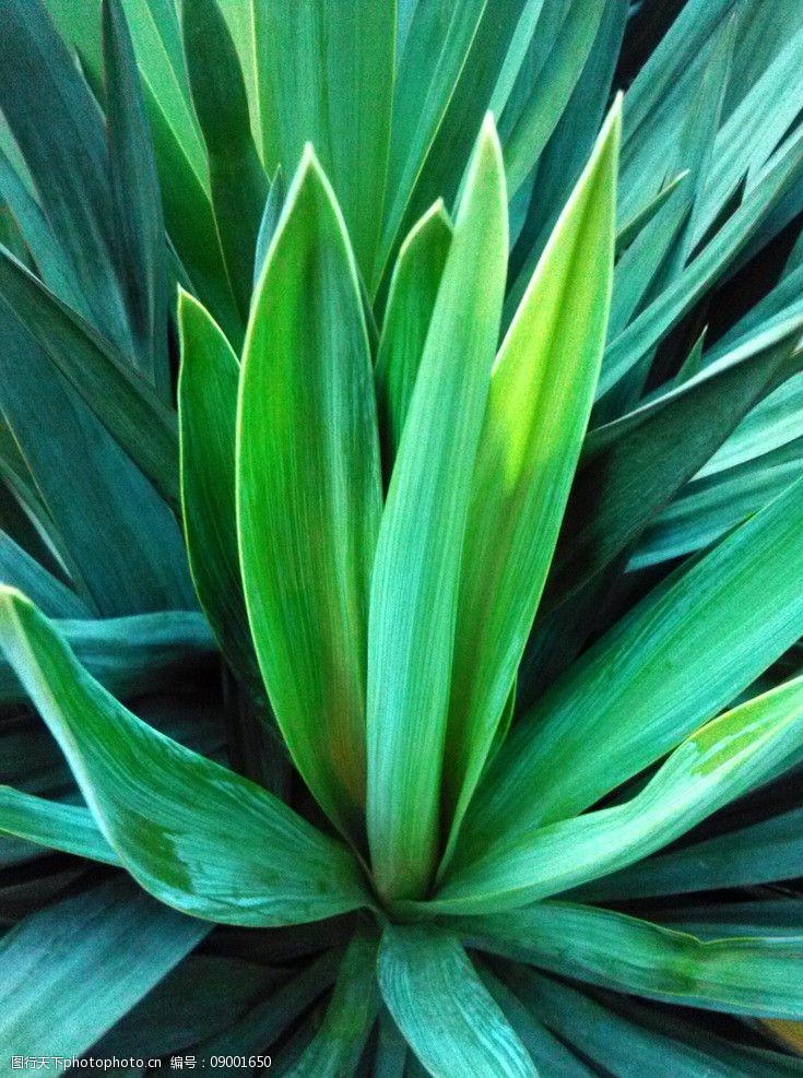 剑麻绿色植物图片