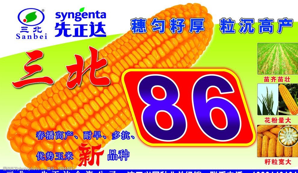 關鍵詞:三北86種子 三北 86 種子 玉米 高產 海報設計 廣告設計模板