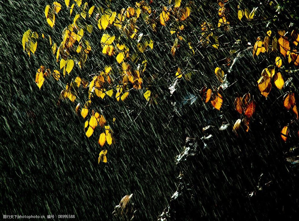 关键词:秋天树叶 植物 树叶 秋天 雨 雨丝 叶片 树木树叶 生物世界