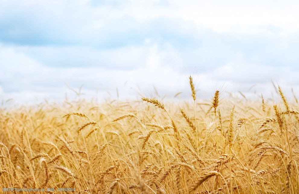 金色麦子图片